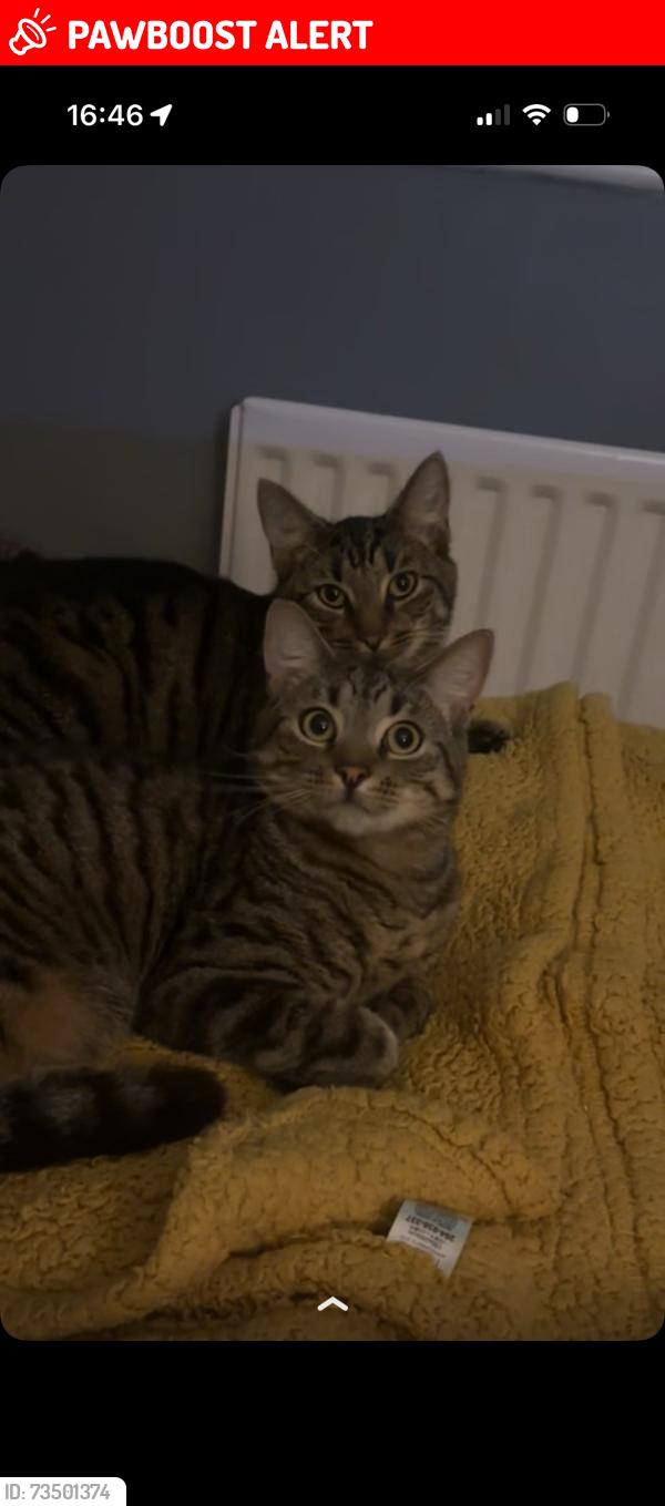 Lost Male Cat last seen Sparcells Park, Sparcells, England SN5 5WA
