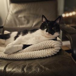 Lost Female Cat last seen Sw buckskin and sw latigo, Beaverton, OR 97008