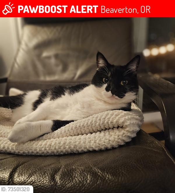 Lost Female Cat last seen Sw buckskin and sw latigo, Beaverton, OR 97008