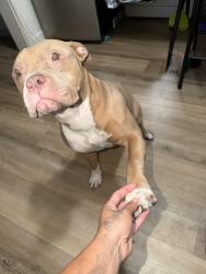 Found/Stray Female Dog last seen D st, San Bernardino, CA 92405