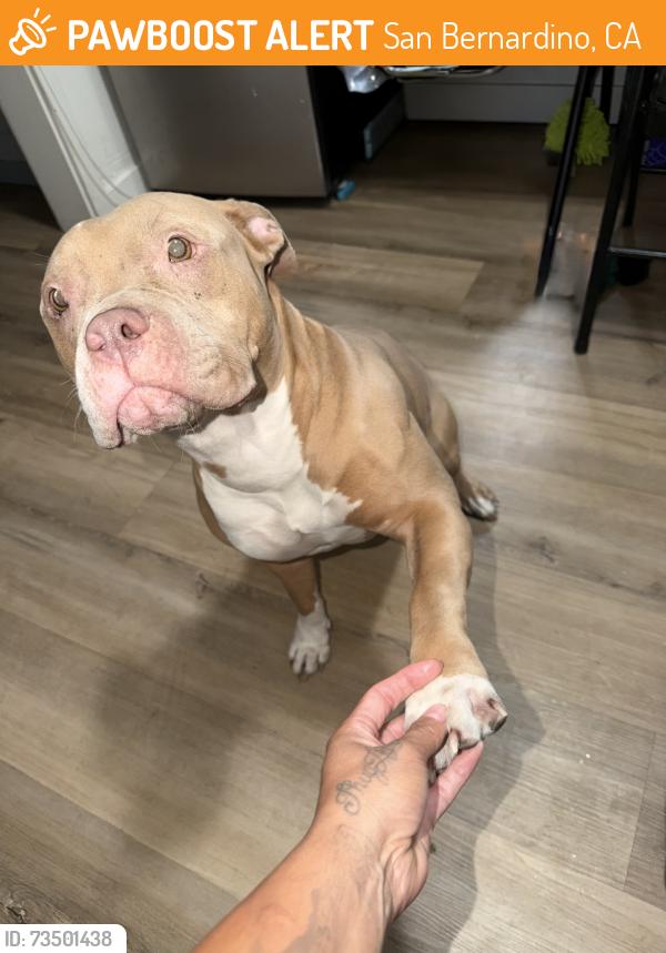Found/Stray Female Dog last seen D st, San Bernardino, CA 92405