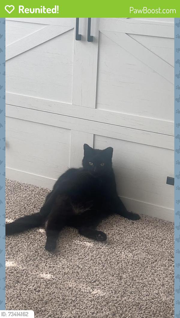 Reunited Male Cat last seen Willis street and Lafayette boulevard, Fredericksburg, VA 22401