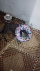 Lost Male Cat last seen Rua Aracanguira, Jardim Vista Alegre, SP 02878-110