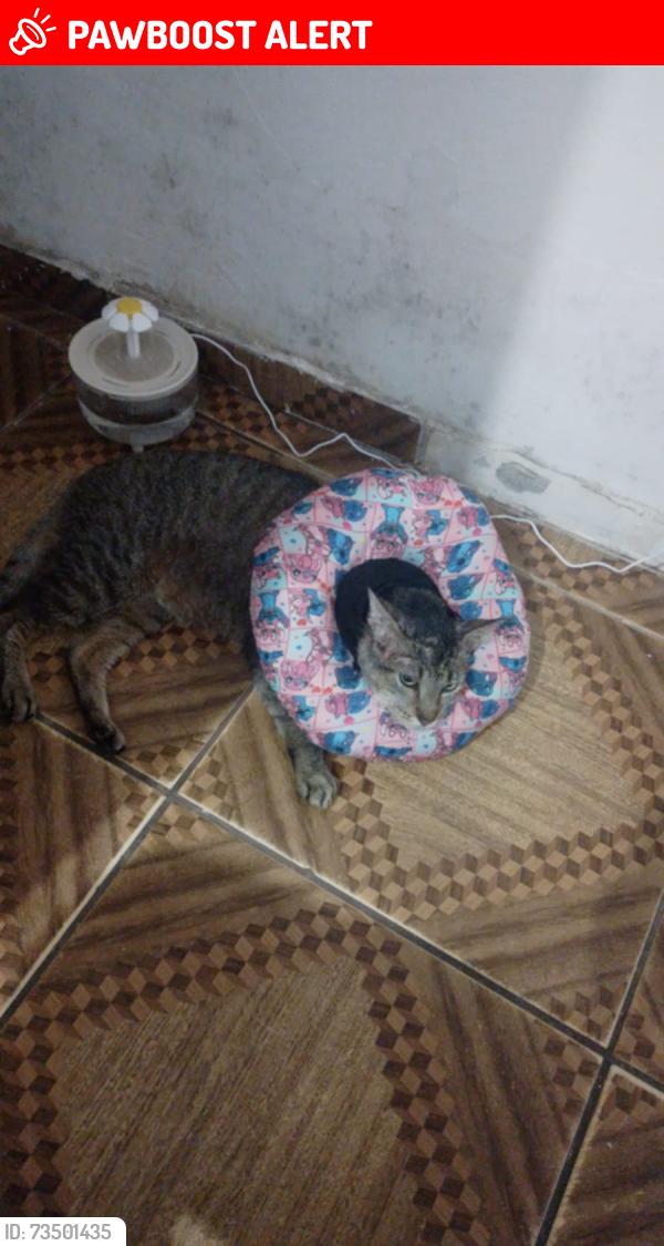 Lost Male Cat last seen Rua Aracanguira, Jardim Vista Alegre, SP 02878-110