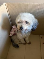 Reunited Female Dog last seen N liberty st, Winston-Salem, NC 27105