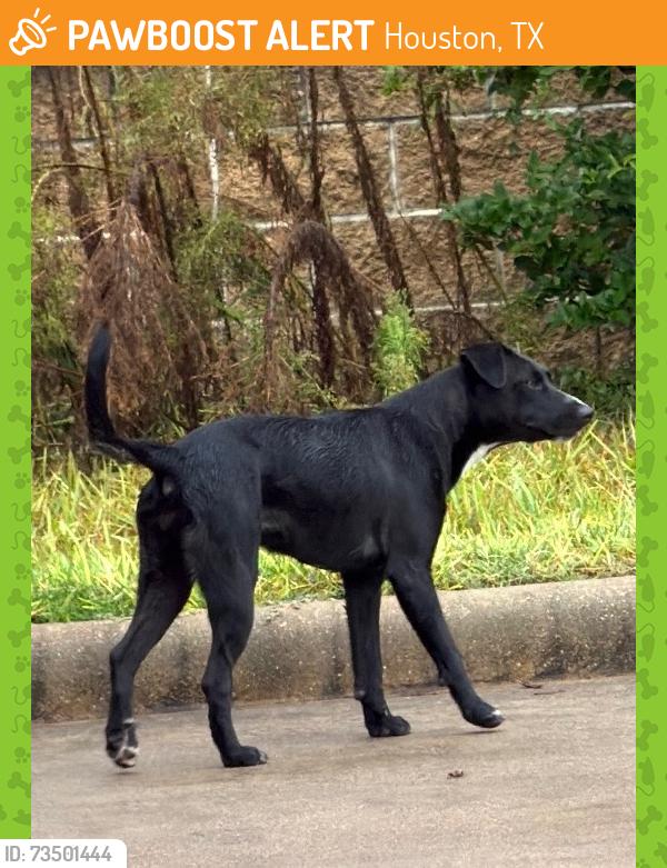 Found/Stray Female Dog last seen Brake check, Houston, TX 77429