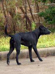 Found/Stray Female Dog last seen Brake check, Houston, TX 77429