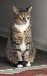 Reunited Female Cat last seen North Automotive of Lake Hopatcong Route 15 south, Jefferson, NJ 07849