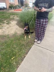 Reunited Female Dog last seen San Mateo menaul, Albuquerque, NM 87110