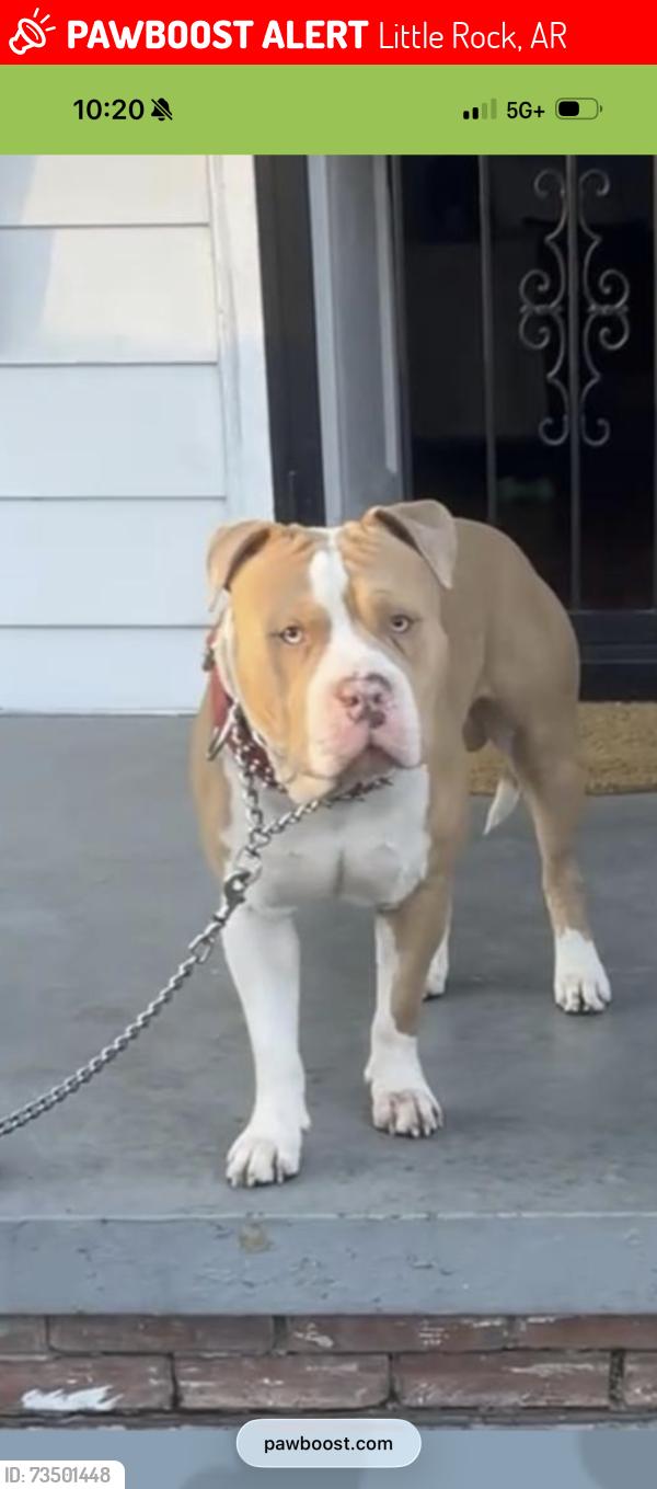 Lost Male Dog last seen W. 11th & Pine St, Little Rock, AR 72204