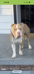 Lost Male Dog last seen W. 11th & Pine St, Little Rock, AR 72204