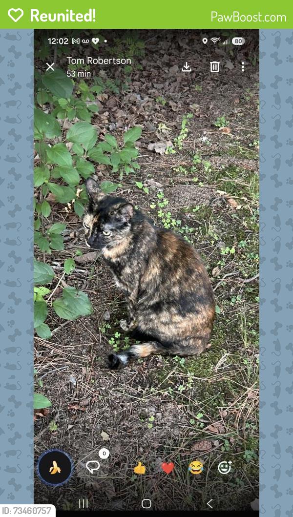 Reunited Female Cat last seen Near MACFARLANE RD, Duluth, MN 55811