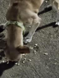 Reunited Female Dog last seen Near Downing Dr fort worth Tx, Fort Worth, TX 76106
