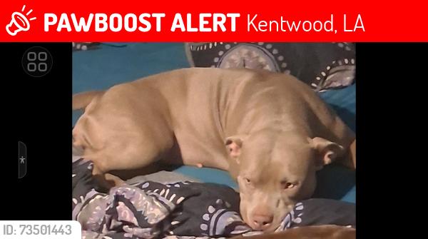 Lost Female Dog last seen Walker rd, Kentwood, LA 70444