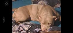 Lost Female Dog last seen Walker rd, Kentwood, LA 70444