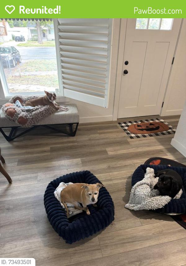 Reunited Male Dog last seen 800w 500n, Salt Lake City, UT 84116