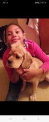Reunited Male Dog last seen Near niskayuna, Schenectady, NY 12308