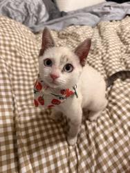 Reunited Male Cat last seen our yard backs up too shady pines tv park, Brandon, MS 39047