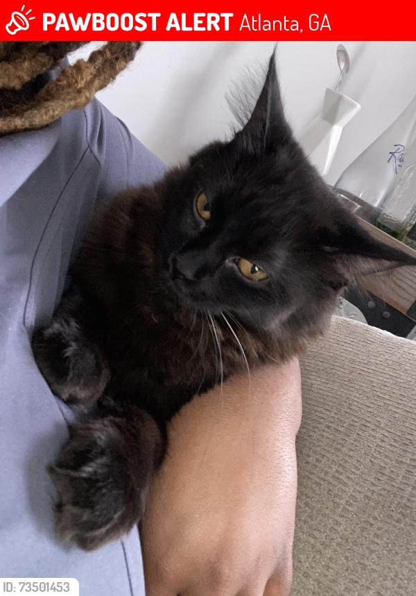 Lost Female Cat last seen Highland view apmts, Atlanta, GA 30306