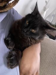 Lost Female Cat last seen Highland view apmts, Atlanta, GA 30306