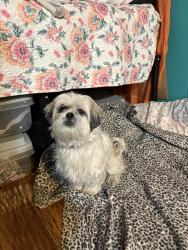 Found/Stray Female Dog last seen rio grande and first street, Garland, TX 75041