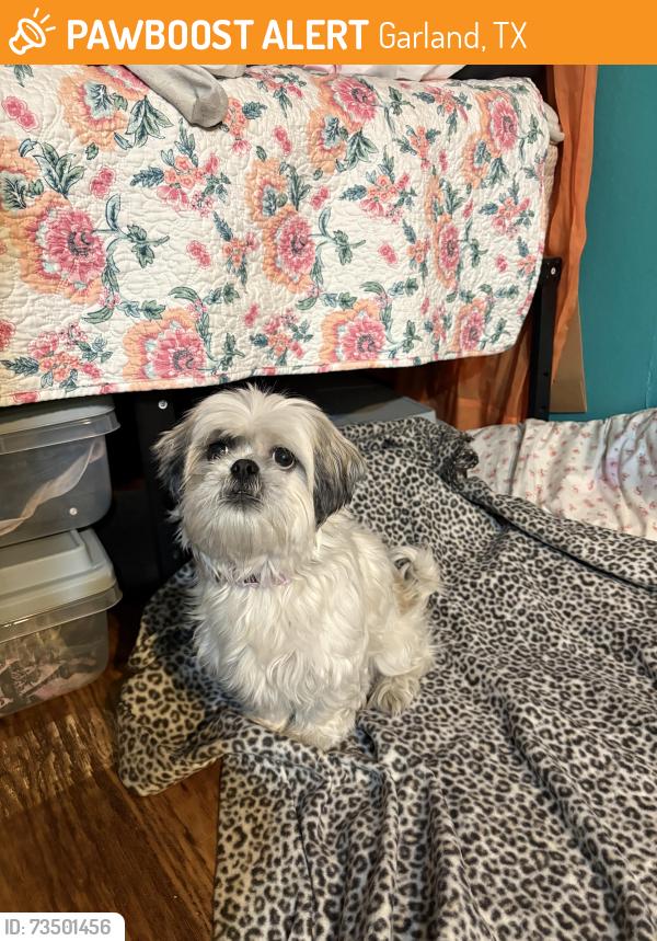 Found/Stray Female Dog last seen rio grande and first street, Garland, TX 75041