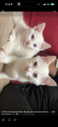 Lost Female Cat last seen Olchs, Oak Lawn, IL 60453