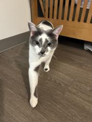 Lost Male Cat last seen corner of SE 20th Ave and SE 2nd St, Deerfield Beach, FL 33441