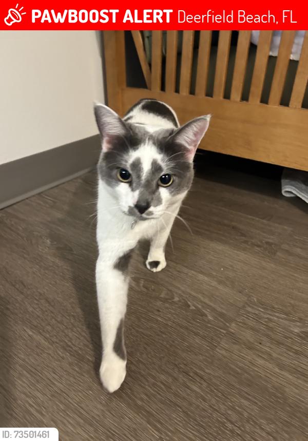 Lost Male Cat last seen corner of SE 20th Ave and SE 2nd St, Deerfield Beach, FL 33441