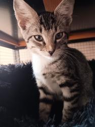 Shelter Stray Male Cat last seen Bexar County, 3353 Morningside Dr, New Braunfels, TX 78132, USA