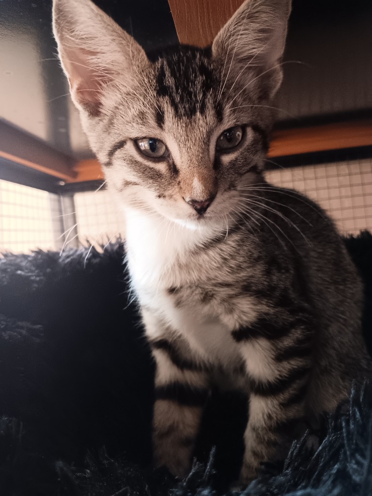 Shelter Stray Male Cat last seen Bexar County, 3353 Morningside Dr, New Braunfels, TX 78132, USA