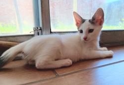 Shelter Stray Female Cat last seen Bexar County, 3353 Morningside Dr, New Braunfels, TX 78132, USA