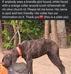 Reunited Male Dog last seen Bennett rd, Burke County, NC 28655