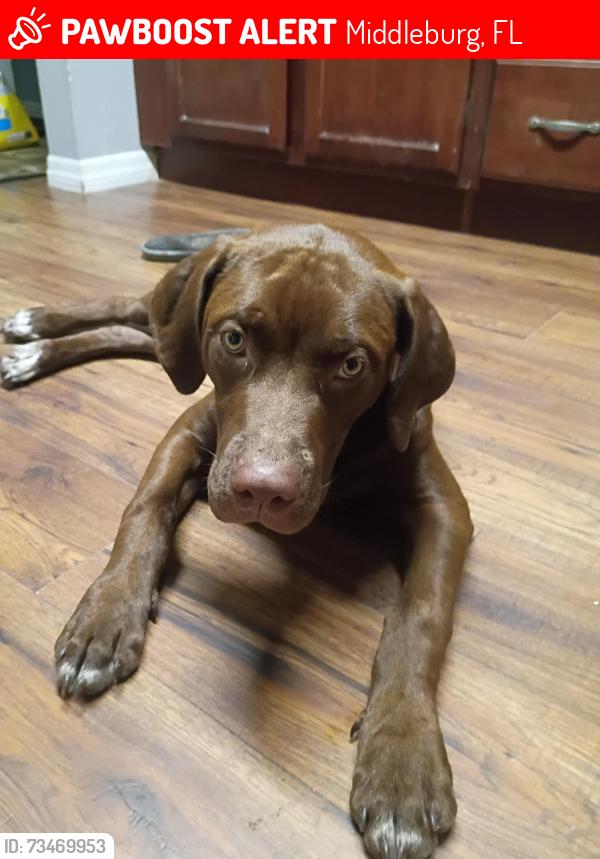 Lost Male Dog last seen Jennings state forest, Middleburg, FL 32068