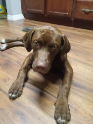 Lost Male Dog last seen Jennings state forest, Middleburg, FL 32068