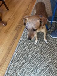 Lost Male Dog last seen Lawton. Golden Gate Park, San Francisco, CA 94122
