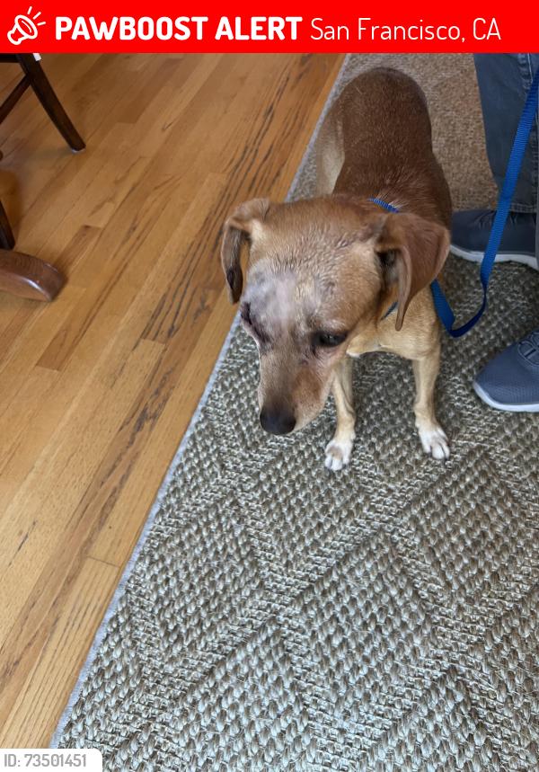 Lost Male Dog last seen Lawton. Golden Gate Park, San Francisco, CA 94122