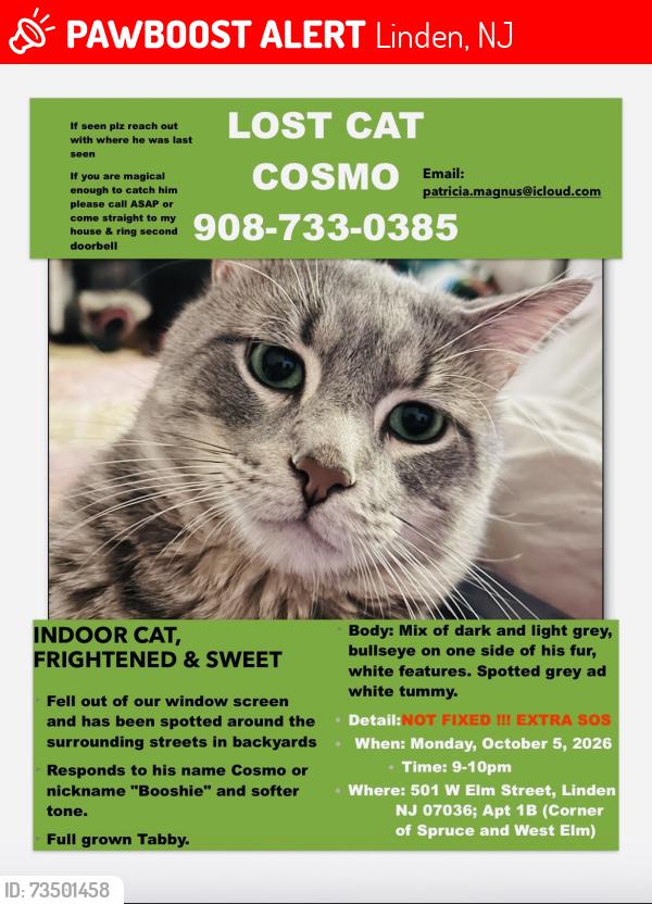 Lost Male Cat last seen Spruce street and the streets surrounding, Linden, NJ 07036