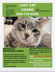 Lost Male Cat last seen Spruce street and the streets surrounding, Linden, NJ 07036