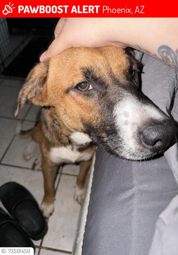 Lost Female Dog last seen 31st and broadway near the old brooks academy school, Phoenix, AZ 85040