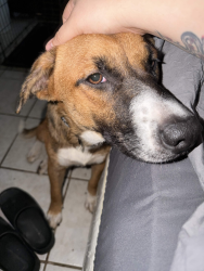 Lost Female Dog last seen 31st and broadway near the old brooks academy school, Phoenix, AZ 85040
