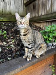 Found/Stray Unknown Cat last seen Near naperville dr, Cary, NC 27519