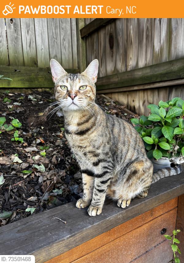 Found/Stray Unknown Cat last seen Near naperville dr, Cary, NC 27519
