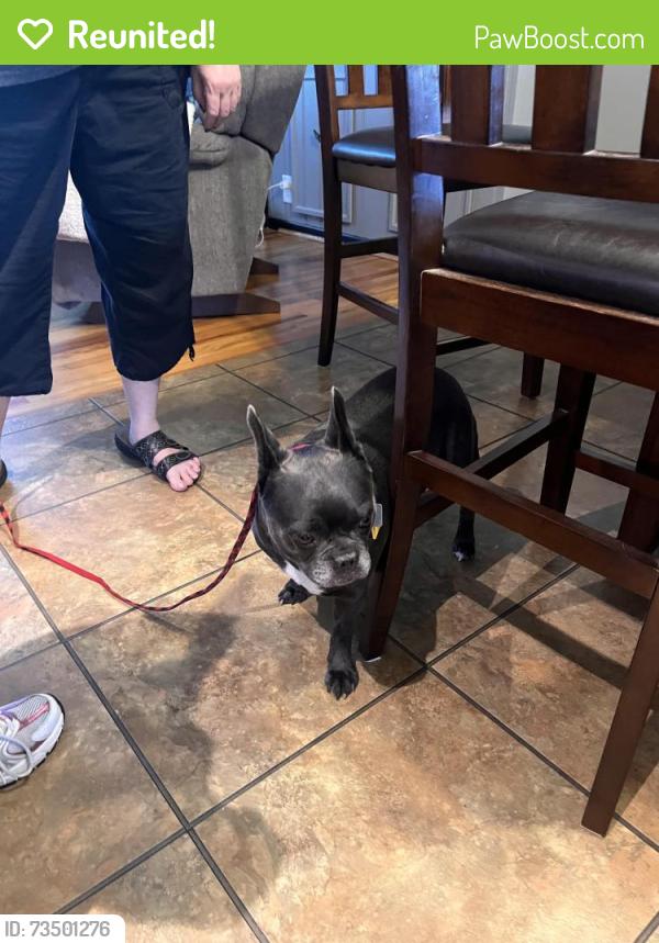 Reunited Female Dog last seen Yeatman rd and old colerain, Cincinnati, OH 45252