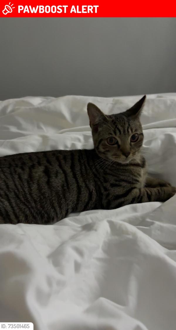 Lost Male Cat last seen Near Richard Bonnington school on Calverton Road, Arnold, England NG5 8LE