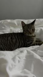 Lost Male Cat last seen Near Richard Bonnington school on Calverton Road, Arnold, England NG5 8LE