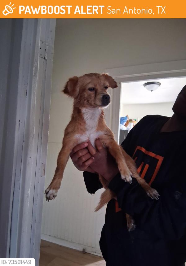 Found/Stray Female Dog last seen Collingsworths, San Antonio, TX 78225