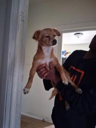 Found/Stray Female Dog last seen Collingsworths, San Antonio, TX 78225