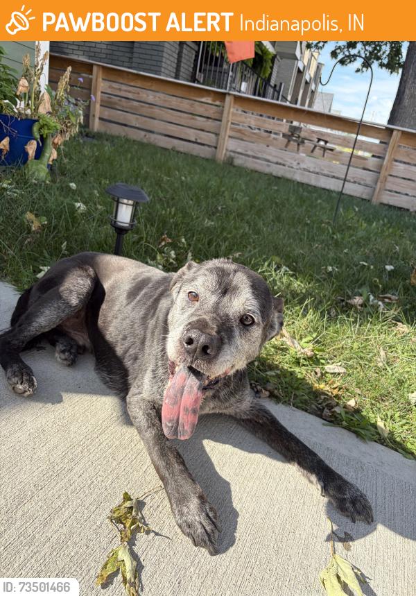 Found/Stray Male Dog last seen James A Garfield School, Indianapolis, IN 46225