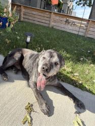 Found/Stray Male Dog last seen James A Garfield School, Indianapolis, IN 46225